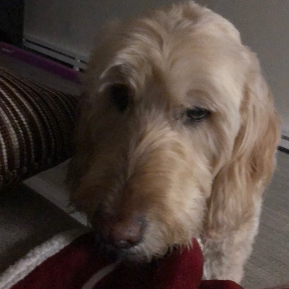 Meet your Posher, Laura